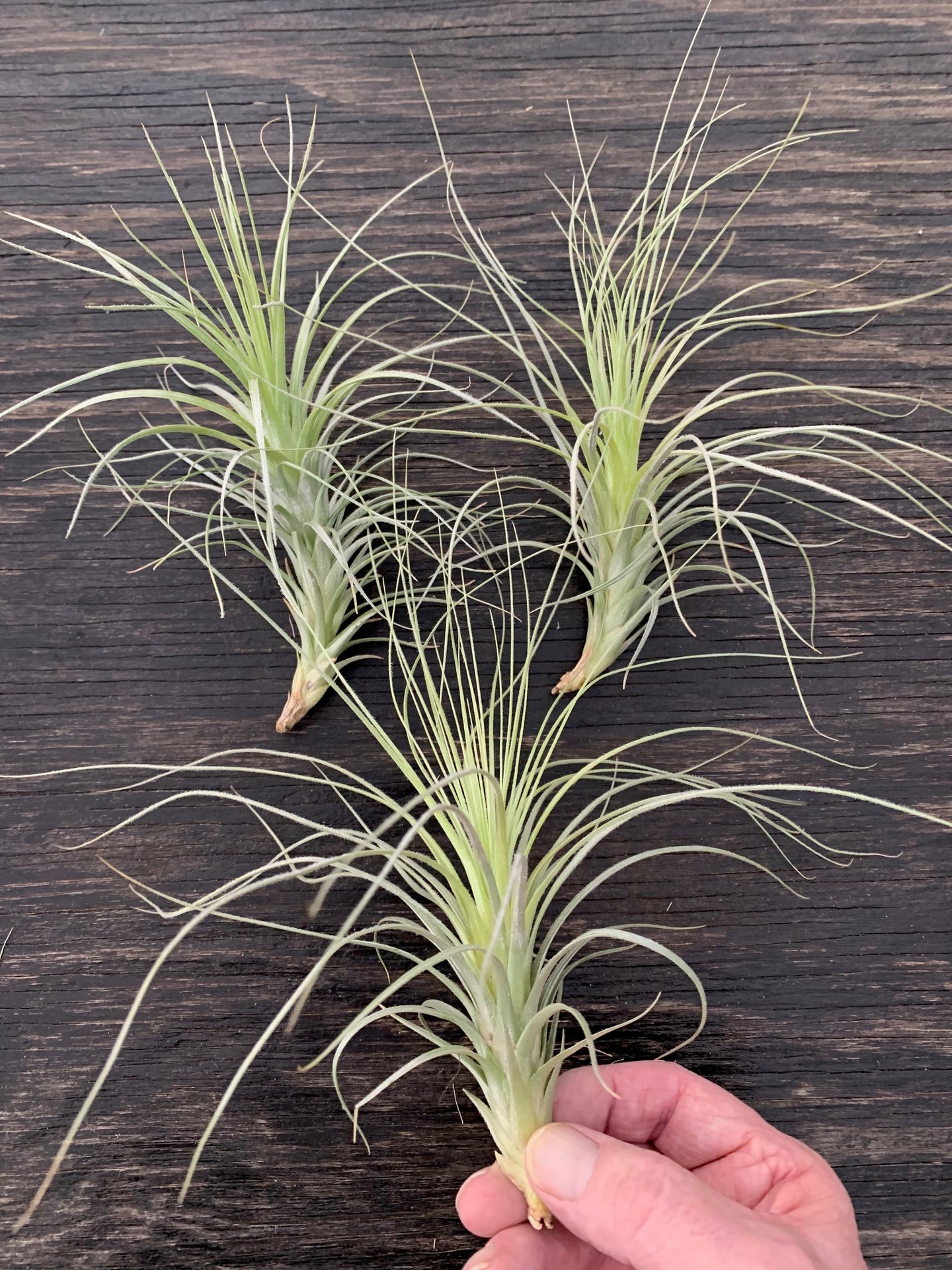 Tillandsia tectorum Crown Royal 6-8