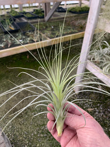 Tillandsia tectorum Crown Royal 6-8"