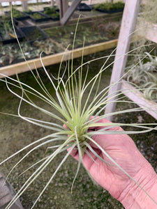 Tillandsia tectorum Crown Royal 6-8"