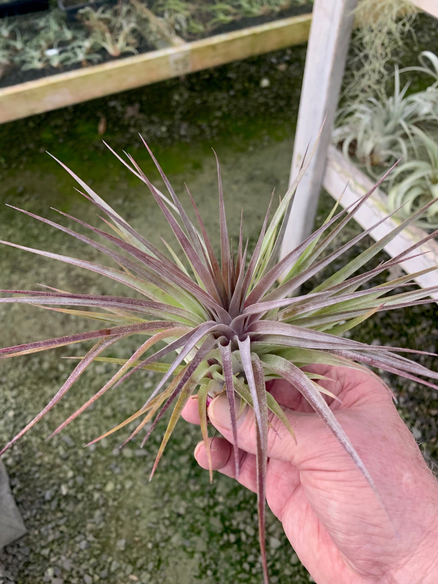 Tillandsia Stricta Purple Rain