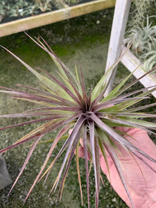 Tillandsia Stricta Purple Rain