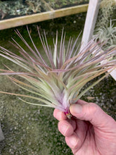 Load image into Gallery viewer, Tillandsia Stricta Purple Rain