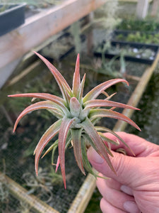 Tillandsia Ionantha vanhyningi-