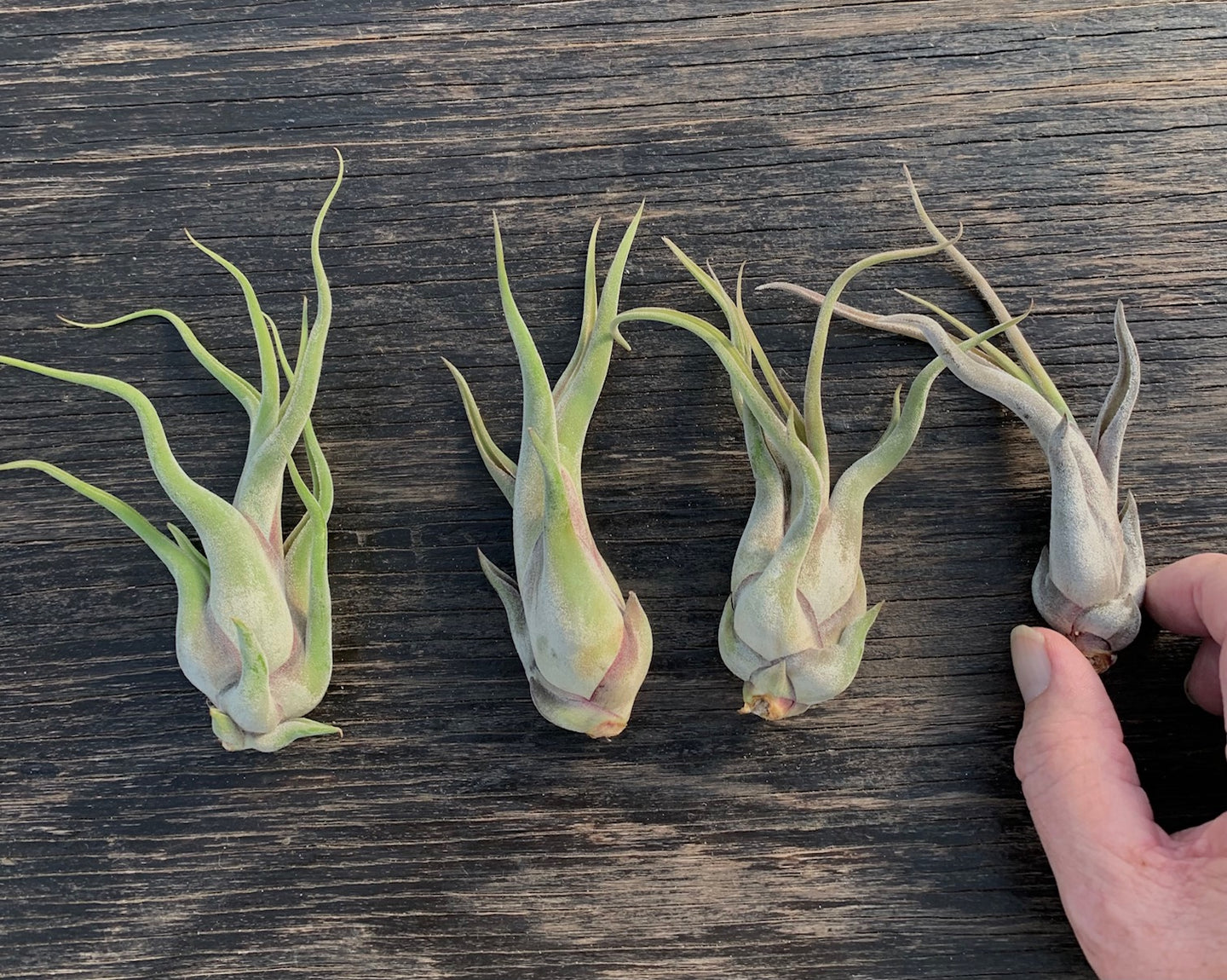 Tillandsia Caput-medusae- Small Plants