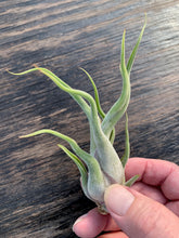 Load image into Gallery viewer, Tillandsia Caput-medusae- Small Plants