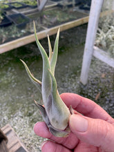 Load image into Gallery viewer, Tillandsia Caput-medusae- Small Plants