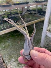 Load image into Gallery viewer, Tillandsia Caput-medusae- Small Plants