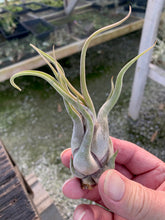 Load image into Gallery viewer, Tillandsia Caput-medusae- Small Plants