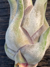 Load image into Gallery viewer, Tillandsia Caput-medusae- Small Plants