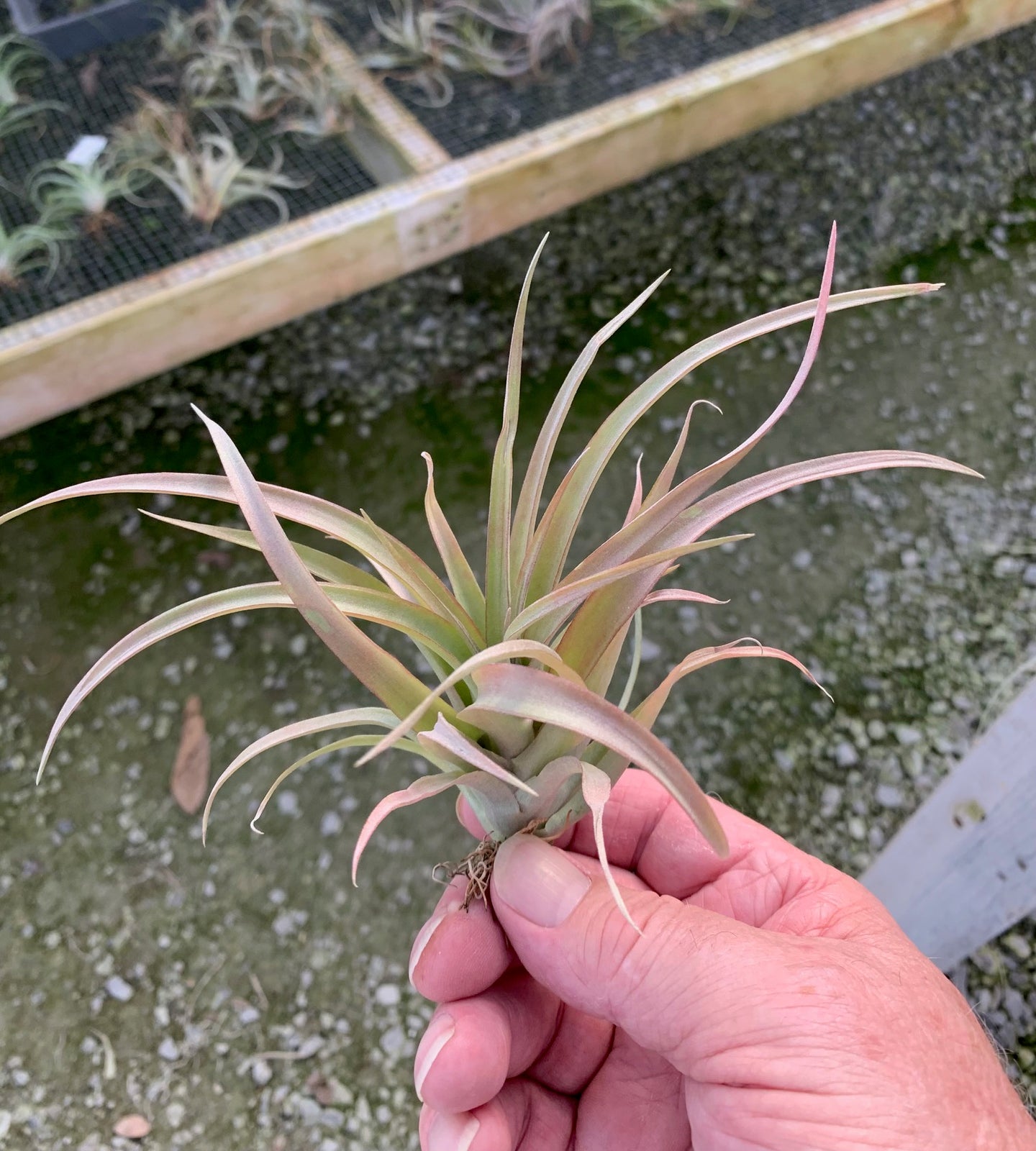 Tillandsia capitata guzmanoides -Medium Plants