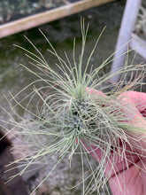 Load image into Gallery viewer, Tillandsia Fuchsii v. gracillis-Clumps