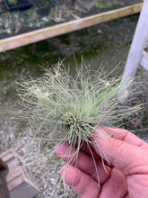 Load image into Gallery viewer, Tillandsia Fuchsii v. gracillis-Clumps