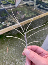 Load image into Gallery viewer, Tillandsia Crocata Giant