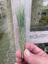 Load image into Gallery viewer, Tillandsia funckiana- Closed Form