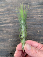 Load image into Gallery viewer, Tillandsia funckiana- Closed Form