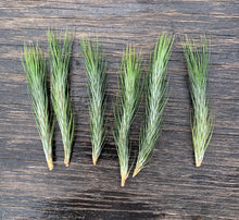Load image into Gallery viewer, Tillandsia funckiana- Closed Form