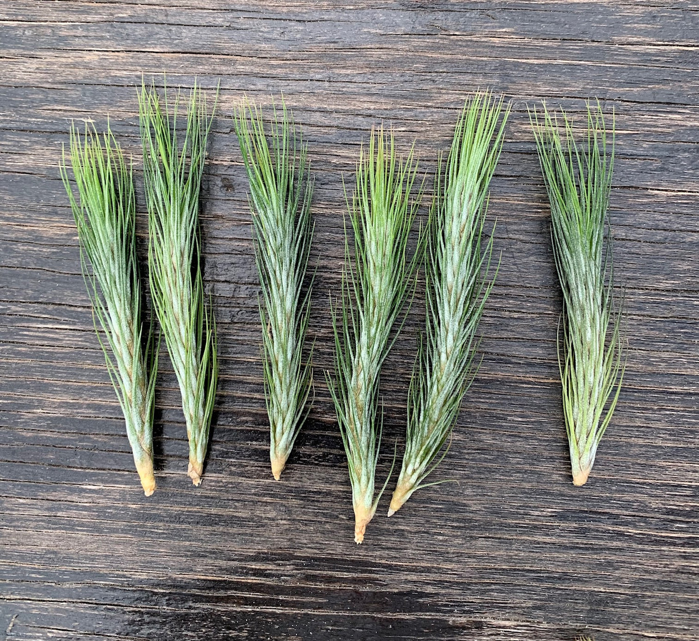 Tillandsia funckiana- Closed Form