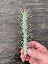 Load image into Gallery viewer, Tillandsia funckiana- Silver Form