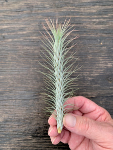 Tillandsia funckiana- Silver Form