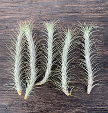 Load image into Gallery viewer, Tillandsia funckiana- Silver Form