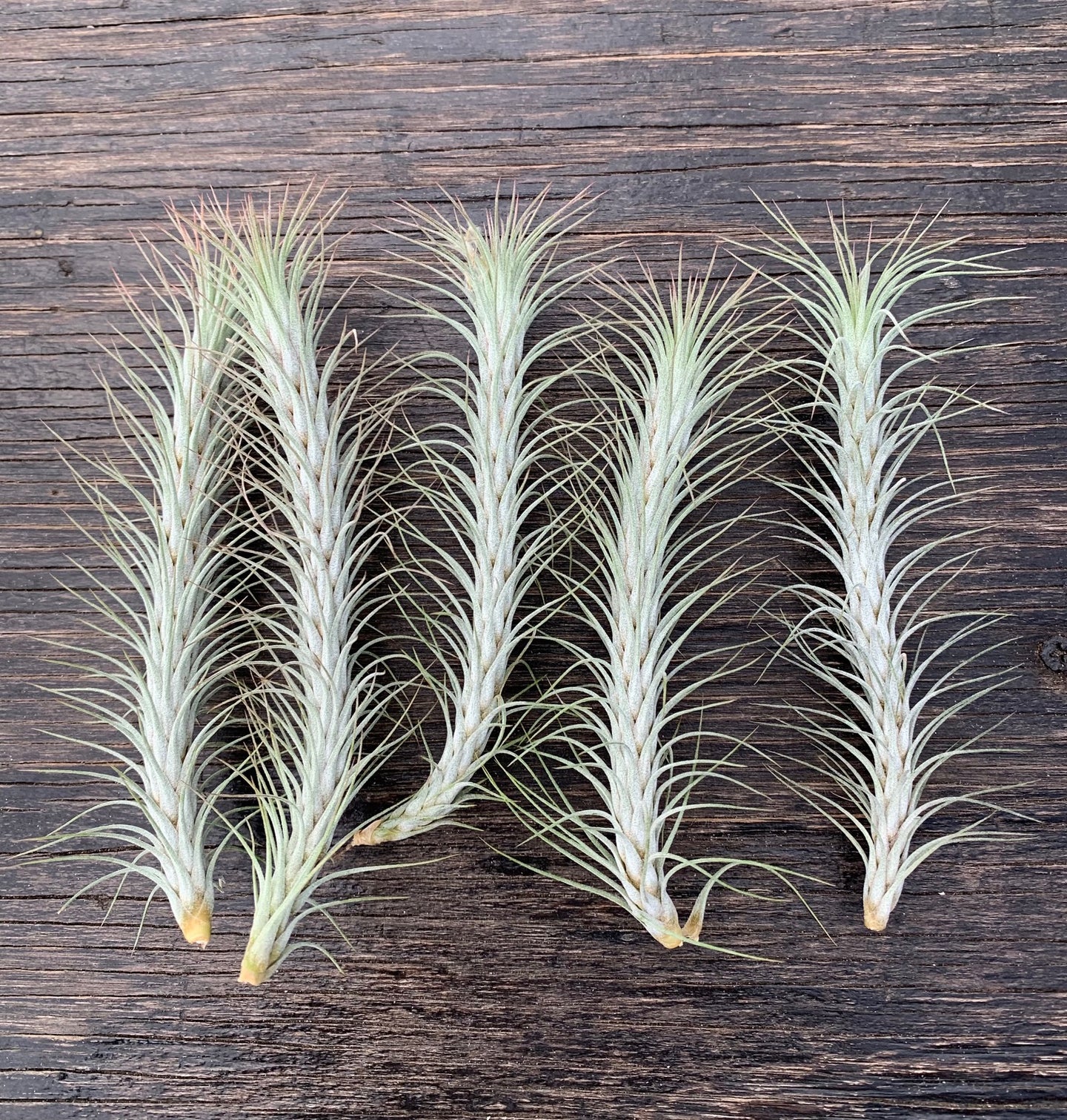 Tillandsia funckiana- Silver Form
