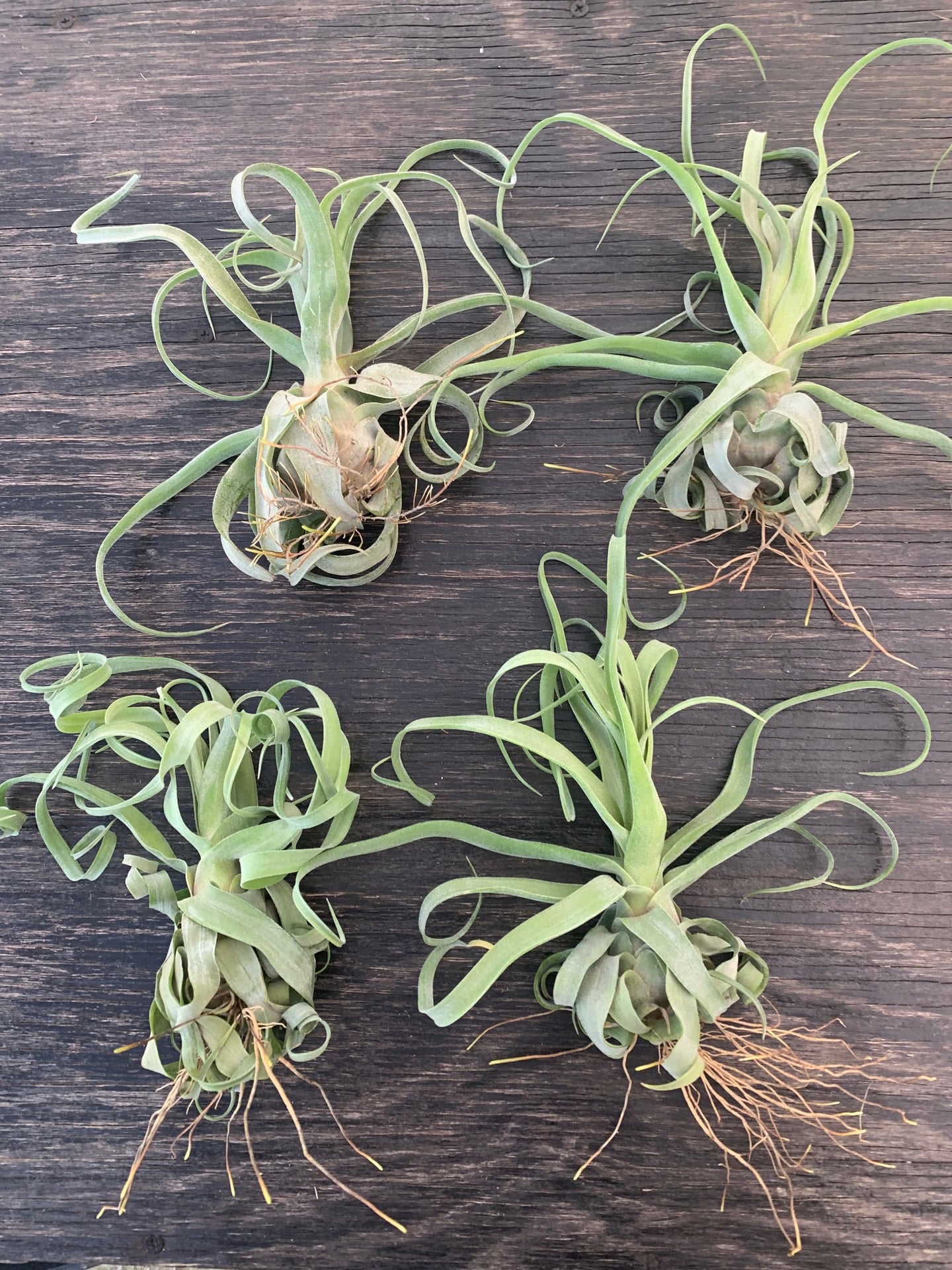 Tillandsia Streptophylla-Guatemalan Form- Medium Plants