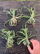 Load image into Gallery viewer, Tillandsia Streptophylla-Guatemalan Form- Medium Plants