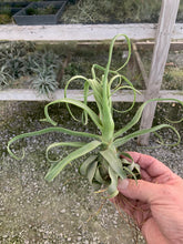 Load image into Gallery viewer, Tillandsia Streptophylla-Guatemalan Form- Medium Plants
