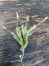 Load image into Gallery viewer, Tillandsia Pedicellata