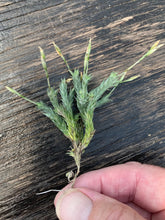 Load image into Gallery viewer, Tillandsia Pedicellata