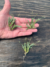 Load image into Gallery viewer, Tillandsia Pedicellata