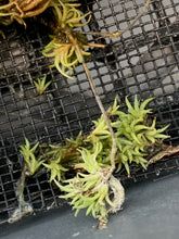 Load image into Gallery viewer, Tillandsia Pedicellata
