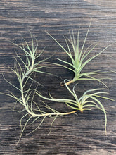 Load image into Gallery viewer, Airplant/Tillandsia-3 Different Fragrant Species