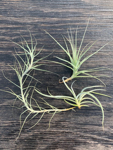 Airplant/Tillandsia-3 Different Fragrant Species