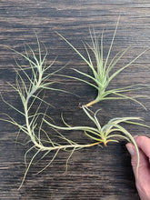 Load image into Gallery viewer, Airplant/Tillandsia-3 Different Fragrant Species