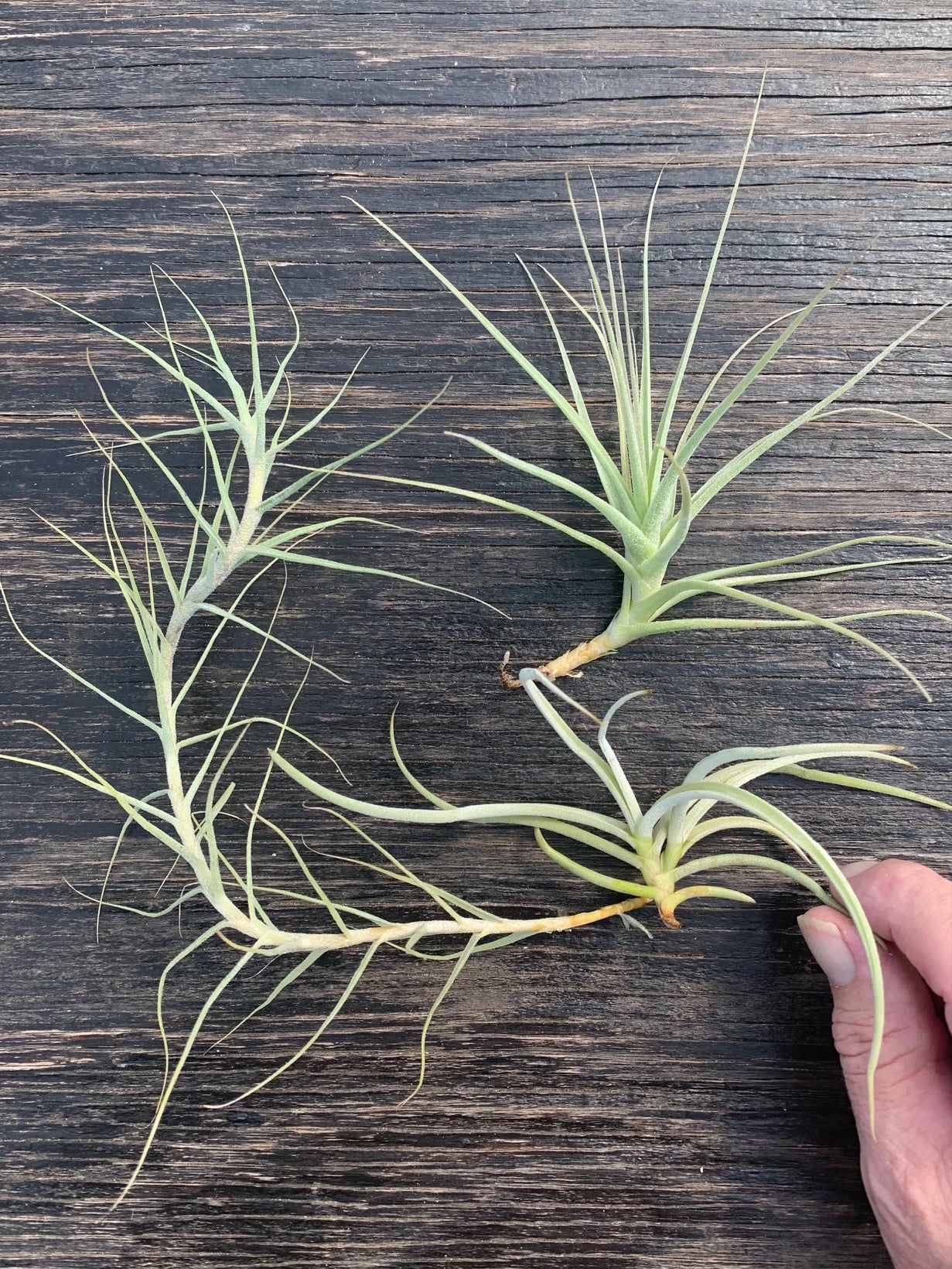 Airplant/Tillandsia-3 Different Fragrant Species