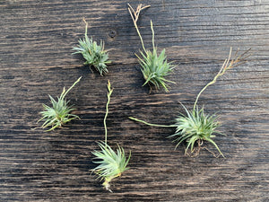 Tillandsia Loliacea - Small Plants