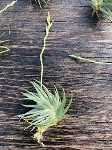 Tillandsia Loliacea - Small Plants
