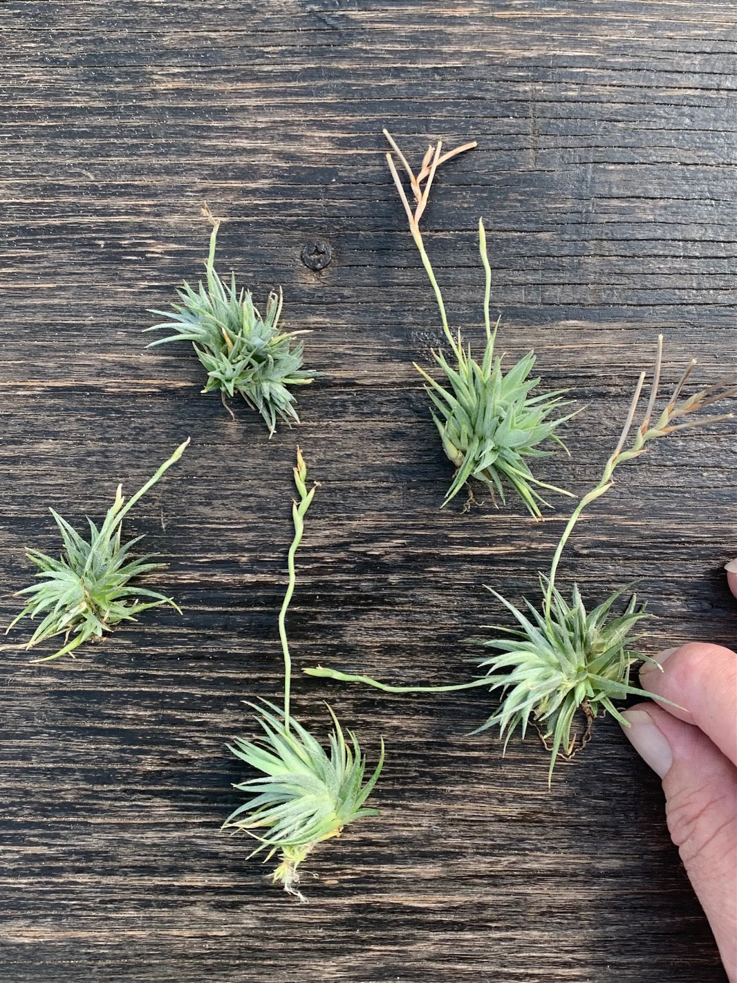 Tillandsia Loliacea - Small Plants