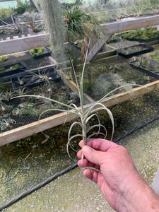 Tillandsia X Wonga- Mallemontii x duratii