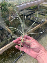 Load image into Gallery viewer, Tillandsia X Wonga- Mallemontii x duratii
