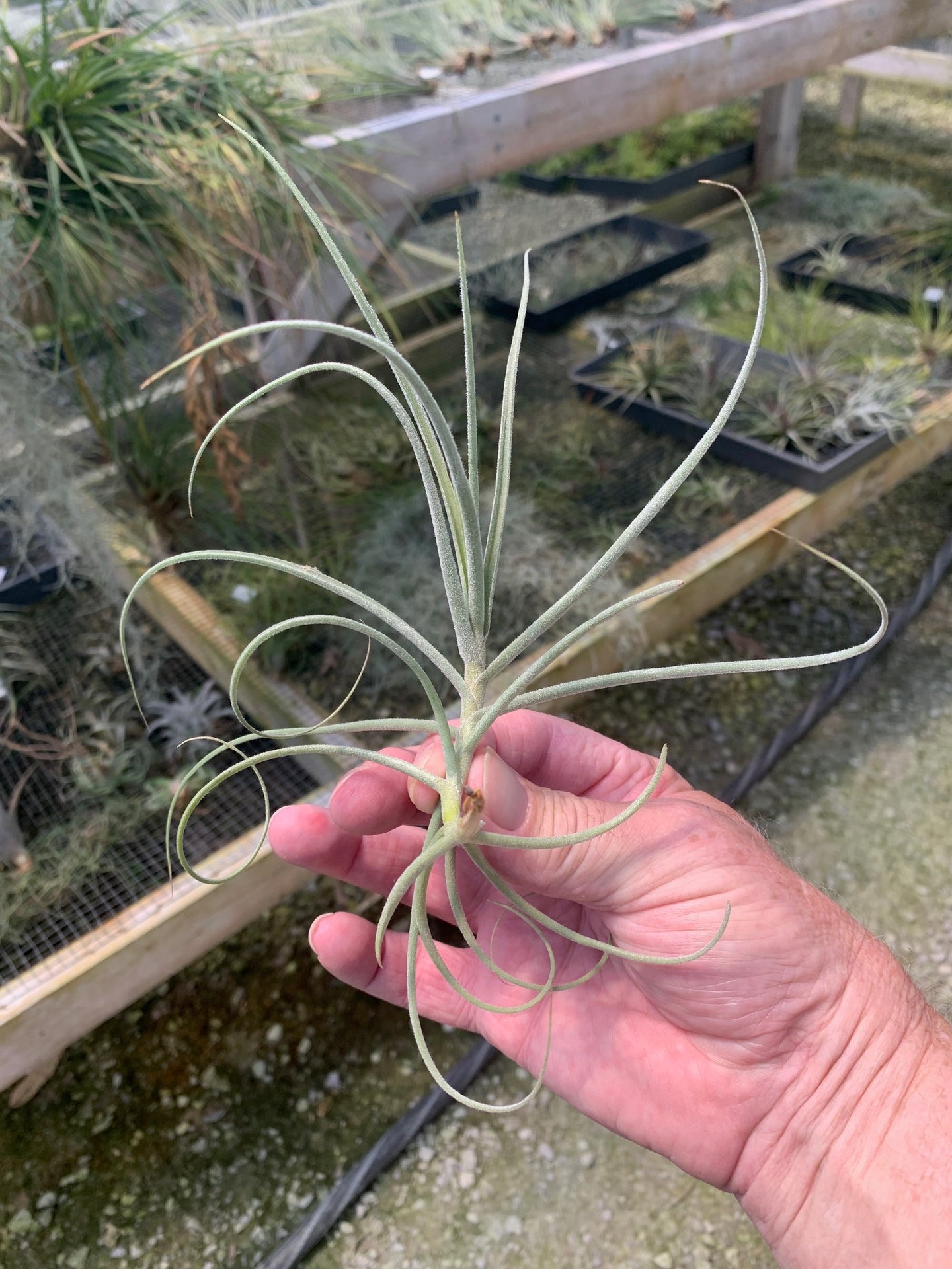 Tillandsia X Wonga- Mallemontii x duratii