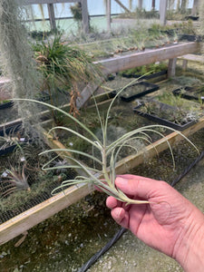 Tillandsia X Wonga- Mallemontii x duratii