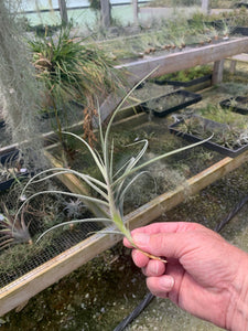Tillandsia X Wonga- Mallemontii x duratii
