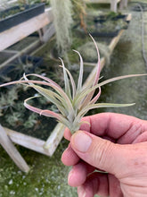 Load image into Gallery viewer, Tillandsia Capitata &quot;Peach&quot;-Small Plants