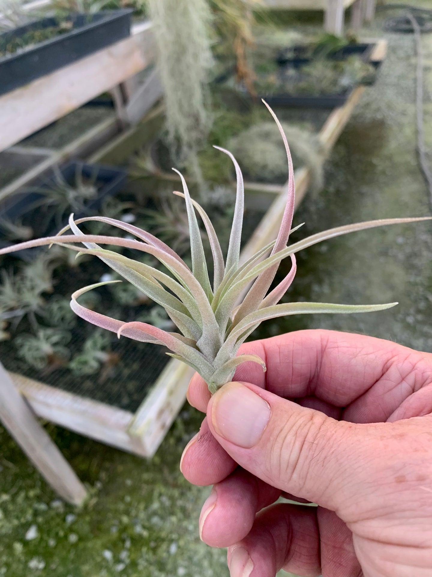 Tillandsia Capitata 