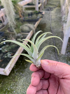 Tillandsia Capitata "Peach"-Small Plants
