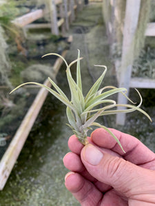 Tillandsia Capitata "Peach"-Small Plants