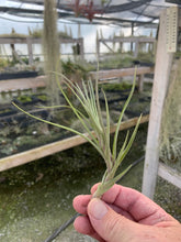 Load image into Gallery viewer, Tillandsia X Mystic Burgundy-(muhriae x albertiana)