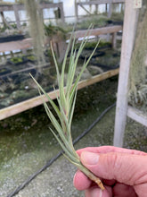 Load image into Gallery viewer, Tillandsia X Mystic Burgundy-(muhriae x albertiana)